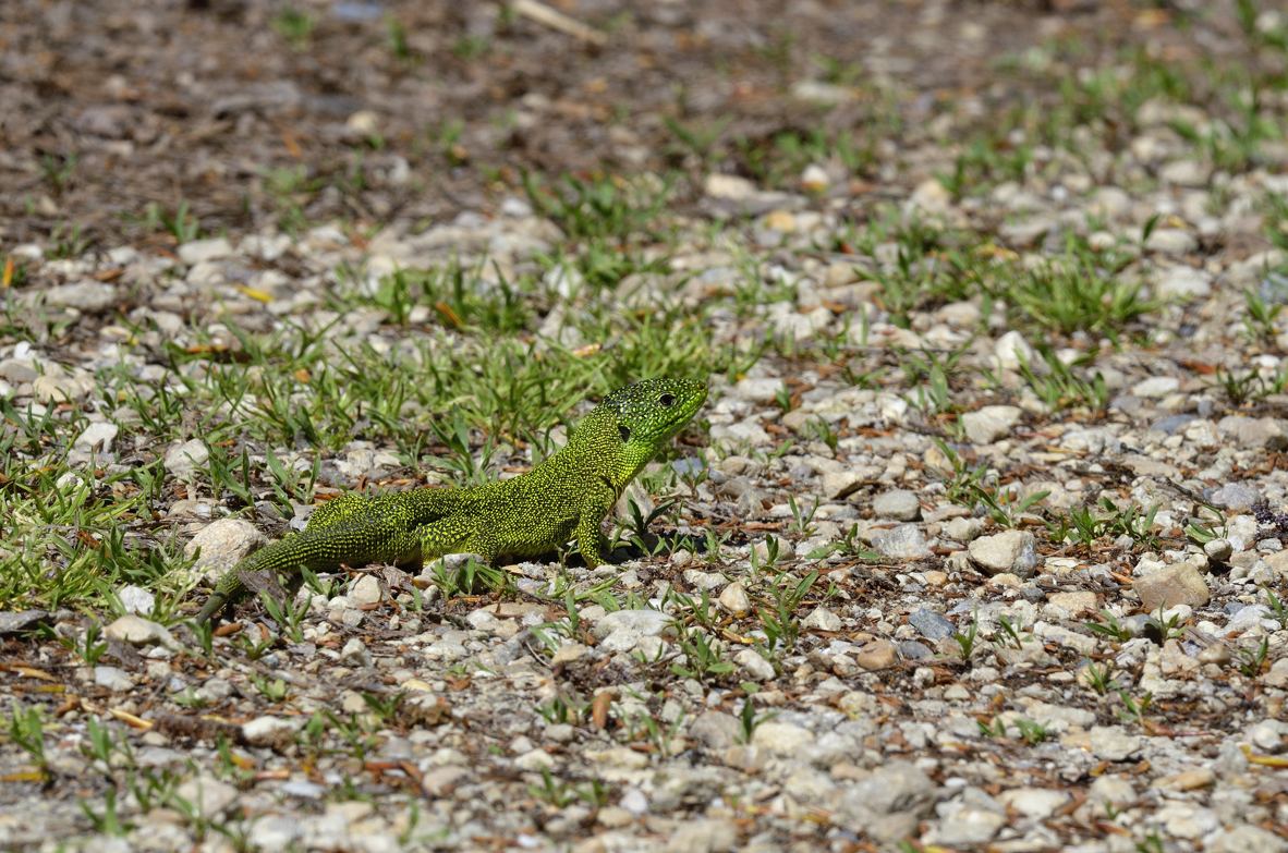 Ramarri  maschio e femmina, con attacco da Biacco